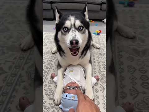 二哈把小主人当自己孩子，谁碰龇牙咬谁，就连主人都不让碰，笑死 #funny #寵物友善日常 #husky #pets #animals #cute#哈士奇#shorts