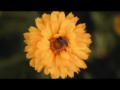 Oshun Goddess of Love/Guided Meditation  #oshun #meditation  #goddessoflove #goddess