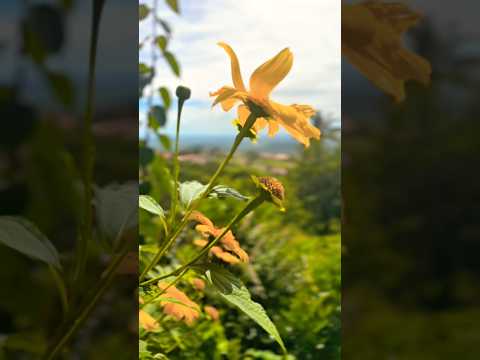Uma das PAISAGENS mais LINDAS de Serra de São Bento - RN