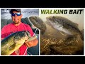 Shad Spawn Bass Topwater Tactics With Walking Baits