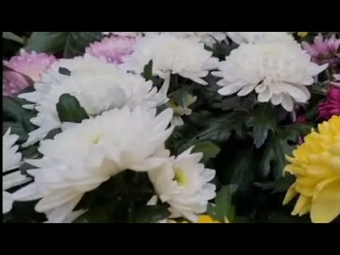 Fresh Flowers of #garden || Flowers increase beauty of the world 🌎