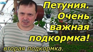 Чем подкармливать петунию для обильного цветения