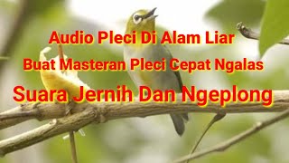Download lagu Suara Pleci Di Alam Liar Terbaru mp3