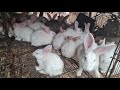 Ross Camp Rabbit Farmer Mr Matsaka