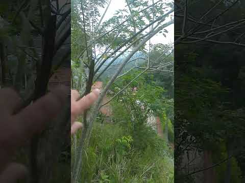 Panorámica de Durania - Norte de Santander desde un cementerio
