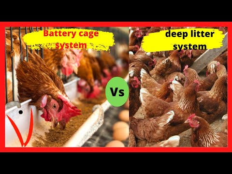 , title : 'Poultry Farming With Battery Cage System Vs Floor/ Deep litter System'