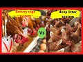 Poultry Farming With Battery Cage System Vs Floor/ Deep litter System