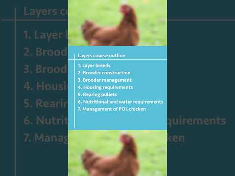 Broiler Chicken Farming broilerchicken poultryfarming chicken poultrymanagement