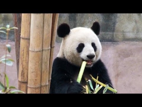 The FedEx Panda Express: Chengdu to Toronto