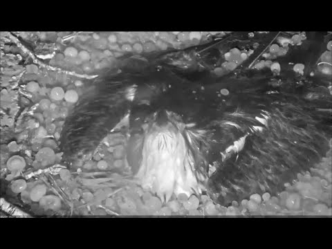 Osprey protecting her eggs from hail storm captures hearts ahead of Mother's Day