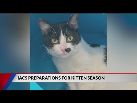 IACS hosting kitten shower in preparation for kitten season