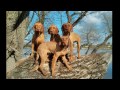 Braco Húngaro de Pelo Duro - Introducing the Zöldmáli Hungarian Wirehaired Vizsla Kennel