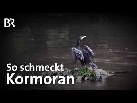 Von der Jagd auf den Teller: Geschmorter Kormoran | Zwischen Spessart und Karwendel | BR