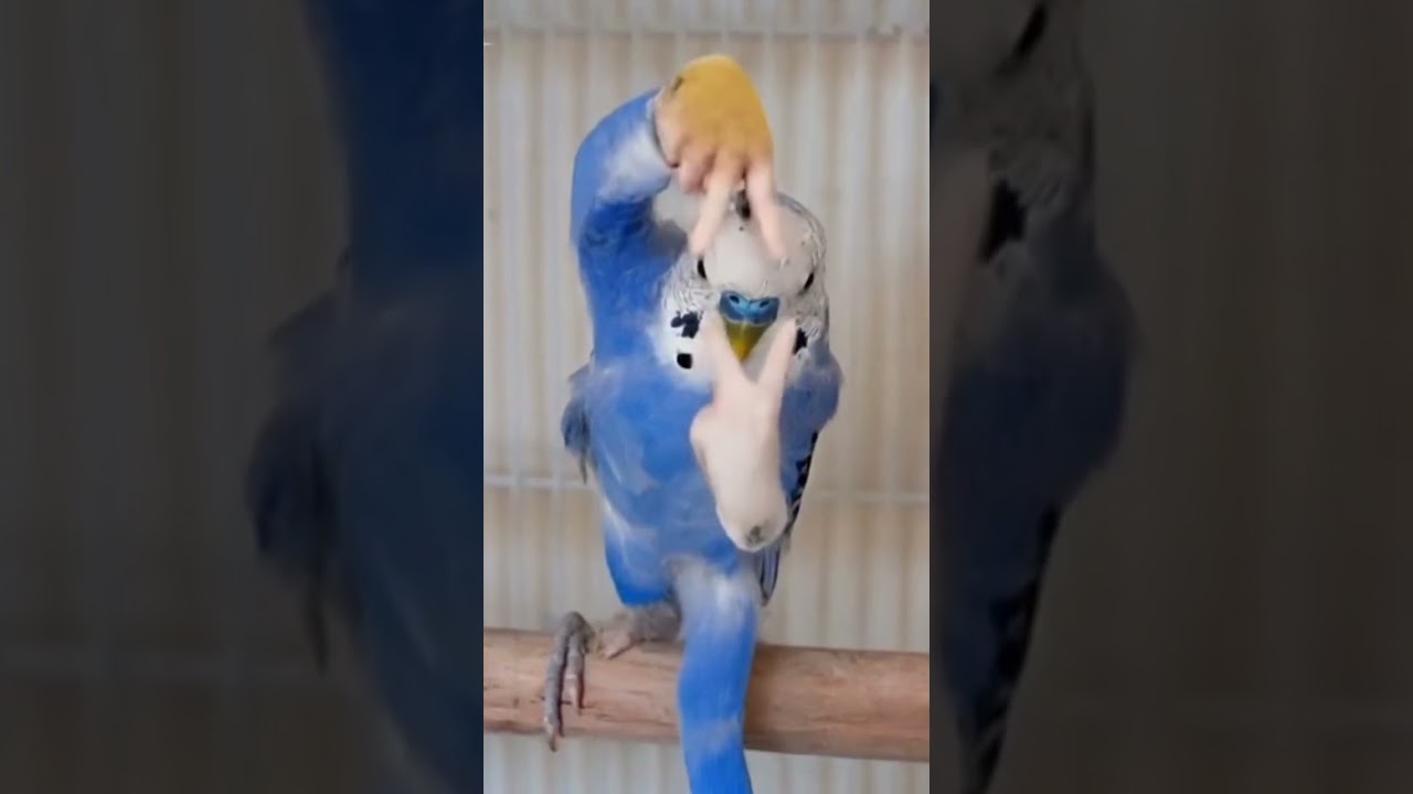 そらちい横揺れダンス