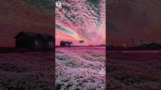 Download lagu Bunga Cantik Pink mp3