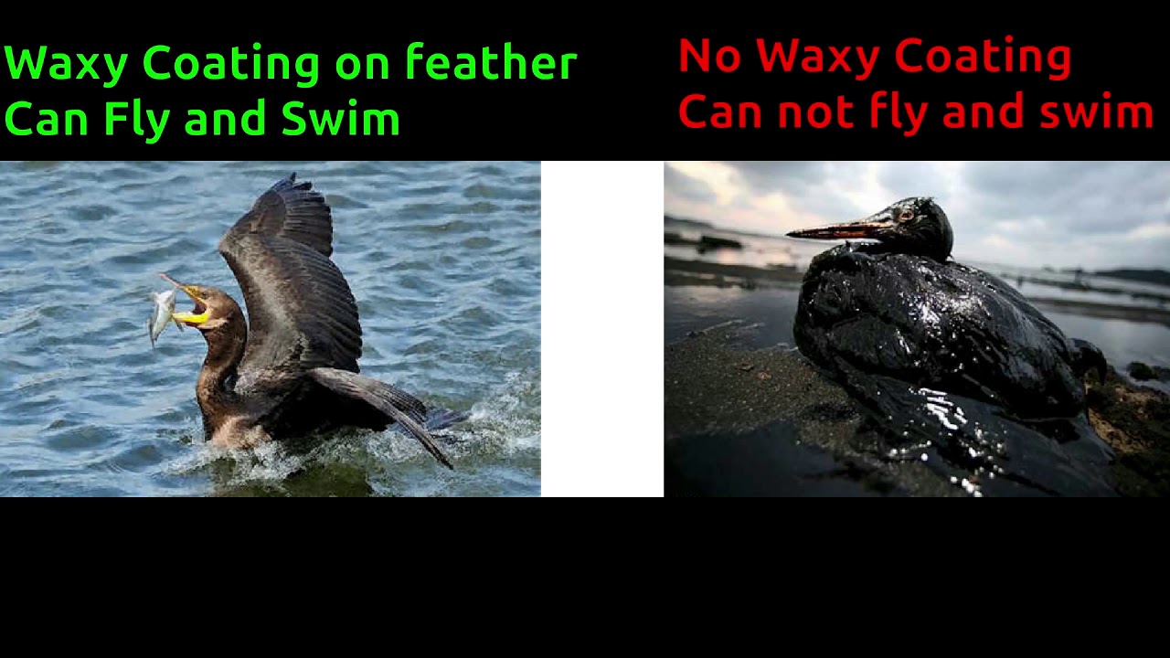 How does pollution affect the Earth? Tipseri