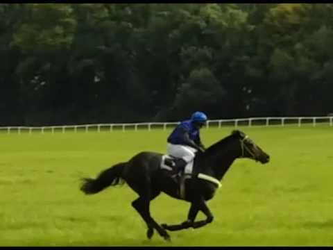 NE, 21. 8. 2016, 8. dostih - VELKÁ CENA GALOPP NEWS - Velká cena Netolic