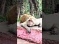 Unveiling the Omnivorous Diet of Monkeys: Balancing Plants and Animals in Their Meals | SGK English