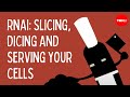 RNAi: Slicing, dicing and serving your cells - Alex Dainis