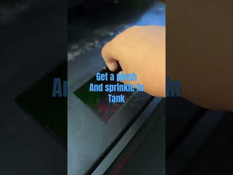 How to feed neon tetra fish!