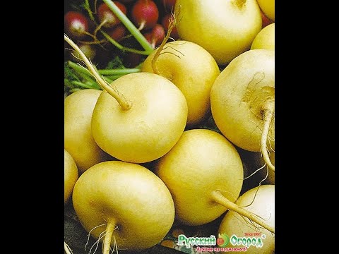 Репка. turnip. 萝卜