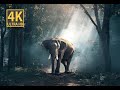 PBS Nature Documentary Elephant Lord Of The Jungle 1983