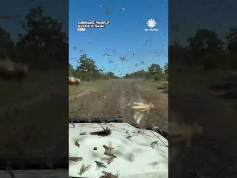 ICK! Swarm of Grasshoppers (Locusts) Rains Down on Car