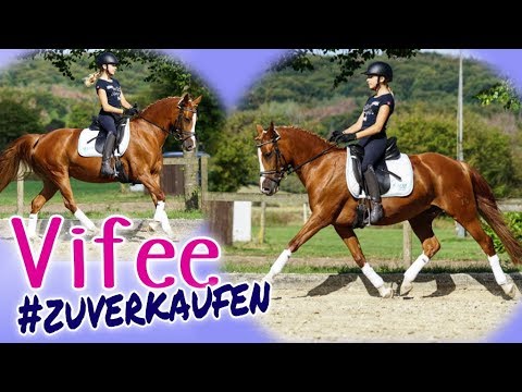 Vifee - Deutsches Reitpony - zu verkaufen