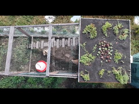 DIY Cheap Green Roof -  Experiment 12.5.2019