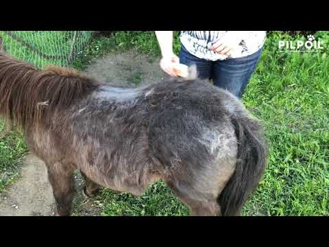Vidéo client cheval 2