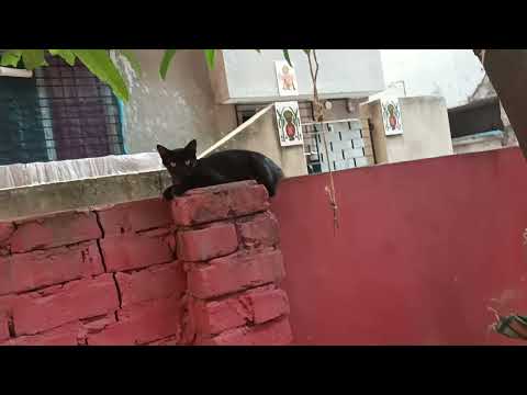 mew#cat #viralvideo