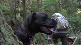 Vancouver Island Sasquatch Trackers, in Jurassic Park.