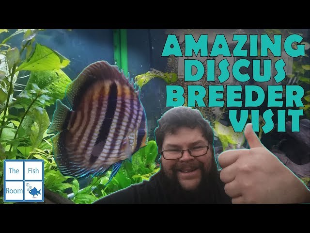 Amazing discus breeding fishroom visit with wild discus