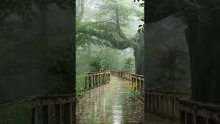 rainy day - rain -nature scenery with hindi song W