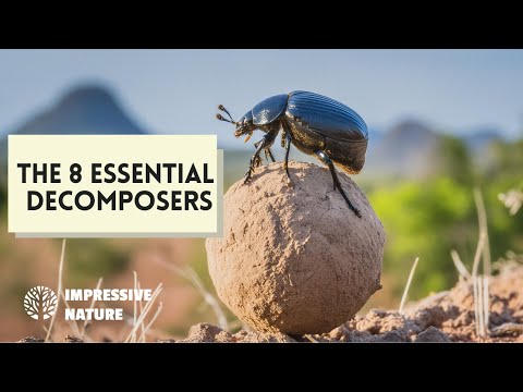 These Are the 8 Essential Decomposers