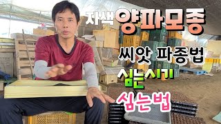 양파모종 튼튼하게 키우는법  씨앗파종법 심는시기 양파 심는법