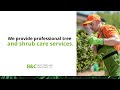 Tree Services Cape Coral Call 239 440 5373 Or 239 558 4331