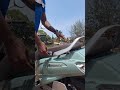 ASMR Of All New Suzuki Access Trendingshorts Suzukiaccess125bs6 Suzukiaccess125 Suzukiaccess
