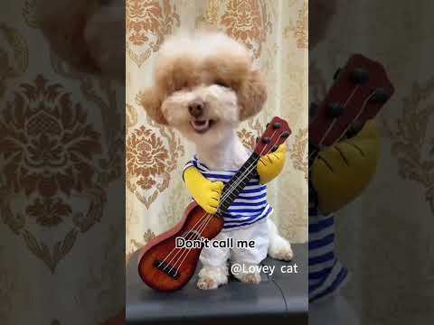 funny dogs #funny #dog #pet #doglover #doglife #usa #fyp #cute