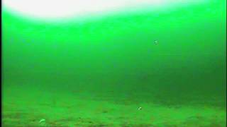 preview picture of video '2014 Lake Simcoe Icefishing - Is it Herring or White Fish?'