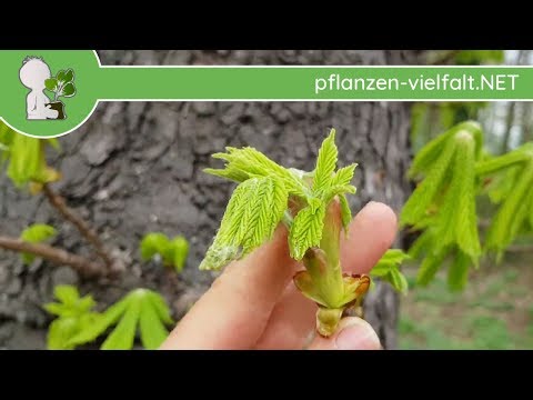 Gew. Rosskastanie - Austrieb - 13.04.18 (Aesculus hippocastanum) - Baum-/Strauch-Bestimmung