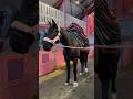 My Saddle Pad Collection ️ Shortsvideo Horse Equestrian