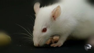 How Rats Detect Land Mines | World's Strangest
