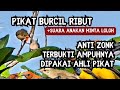 Pikat Burcil Paling Ampuh Suara Pikat Burung Kecil Paling Dicari Tukang Pikat