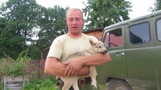 ПЕРВАЯ ВСТРЕЧА АРКАДИЯ И ТАЙГИ!!!