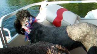 pontoon ride with 11 poodles!!