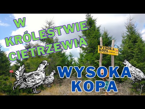 Czy spotkaliśmy Cietrzewia na Wysokiej Kopie - 1126 m n.p.m.