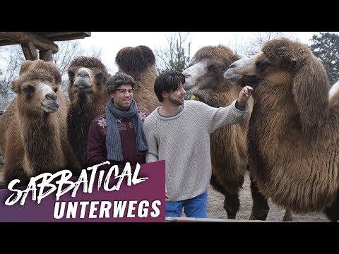 DivertiMento - Ein Besuch im Zürcher Zoo | Sabbatical Unterwegs