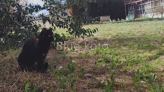 [Blue Koto] by Myksa (inspired in Blue Fires: Delerium)