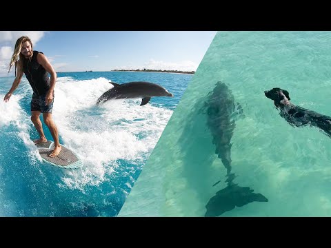 我們與野生海豚家族結為終身朋友 (We Made Lifelong Friends With A Wild Dolphin Family)